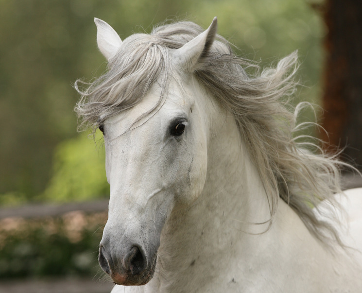 Lipizzaner-SRS.jpg