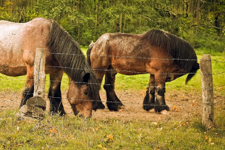 Pferd Verletzt Sich Am Zaun Wer Haftet