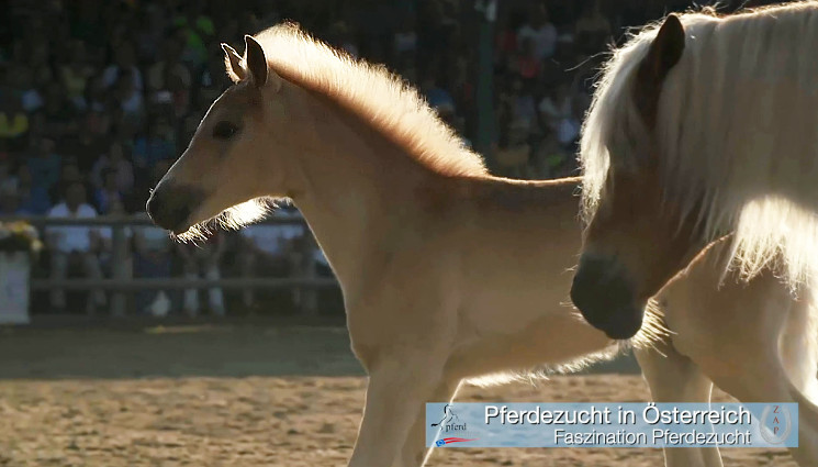 Image Video Der Plattform Pferdaustria Faszination Pferdezucht Propferd At Osterreichs Unabhangiges Pferde Portal Videos Aktuelle Videos