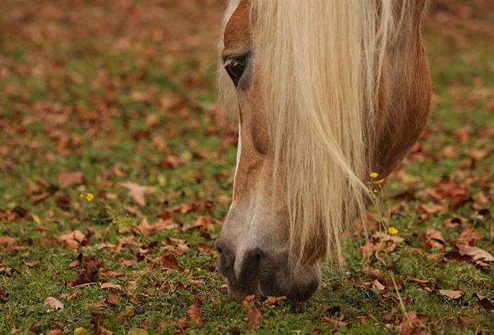 Atypische Weidemyopathie Pferd Symptome